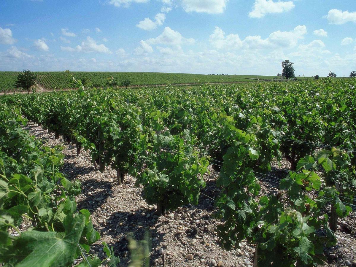فندق Ibis Bordeaux Saint Emilion المظهر الخارجي الصورة